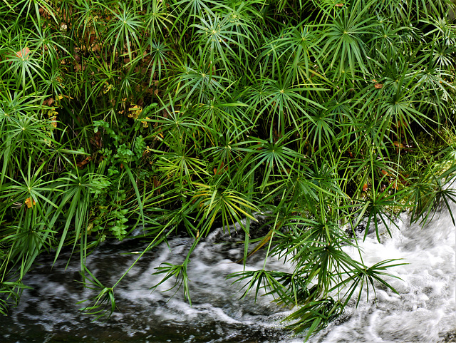 Cyperus Papyrus