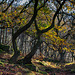 Wildboar Clough trees