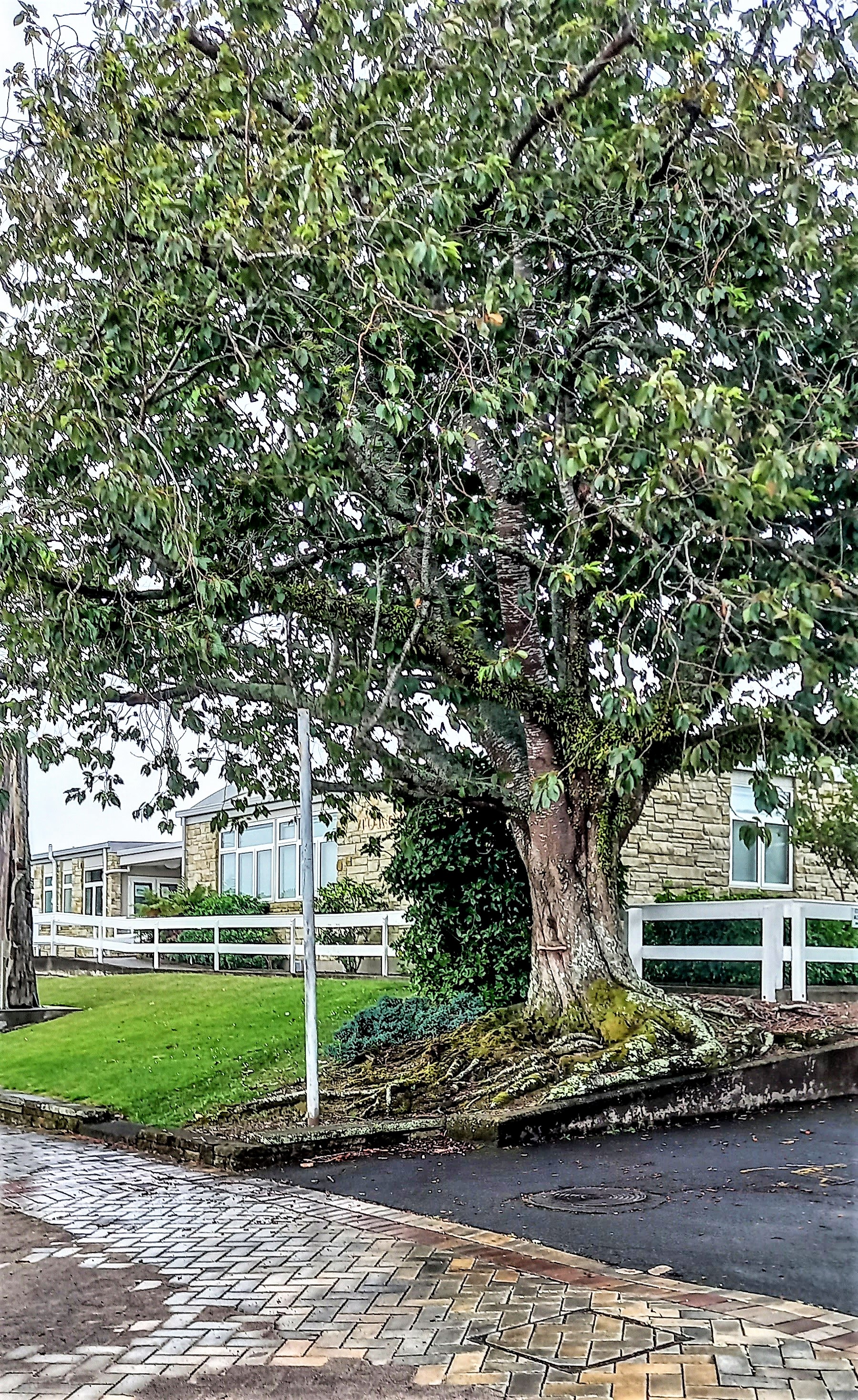 Tree Outside Courthouse.