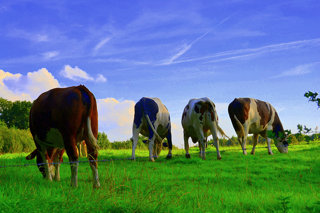 Bio Farm  Cows