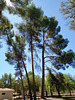 Parque de San Vicente de Liria (Valencia), 10