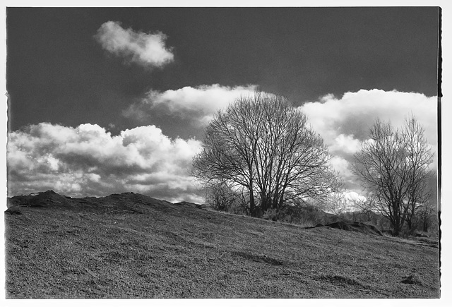 Clouds behind the trees