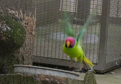 clissold park birds