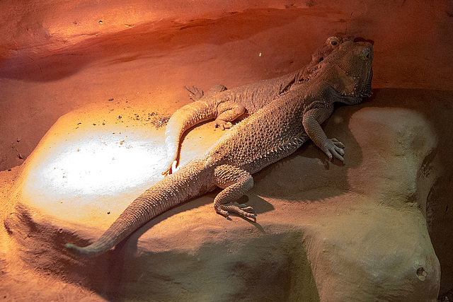 20150911 8837VRAw [D~HF] Bartagame (Pogona vitticeps), Tierpark, Herford