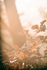 Forêt de Fontainebleau