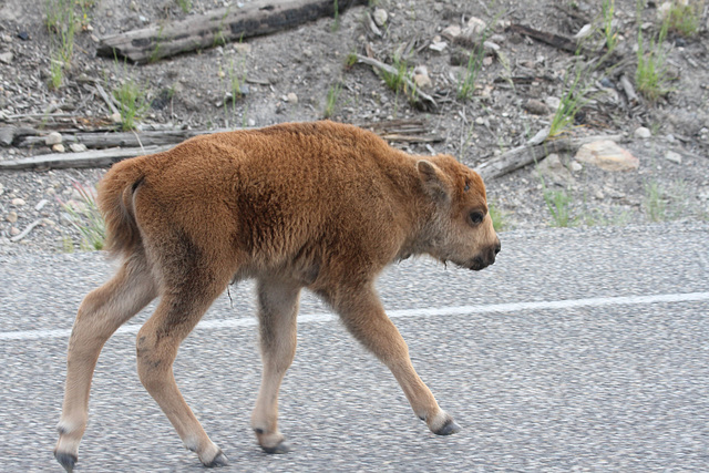 Bison Calf