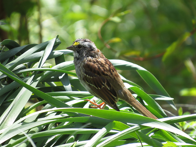 White-throated sparrow