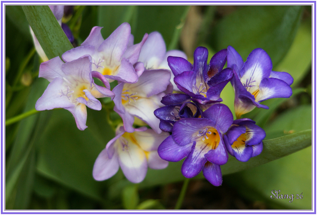 Fleurs de mon jardin, Flowers of my garden.