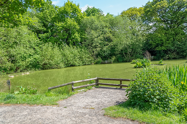 The pond at Brotherton Park