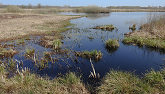 20200408 7117CPw [D~MI] Großes Torfmoor, Hille