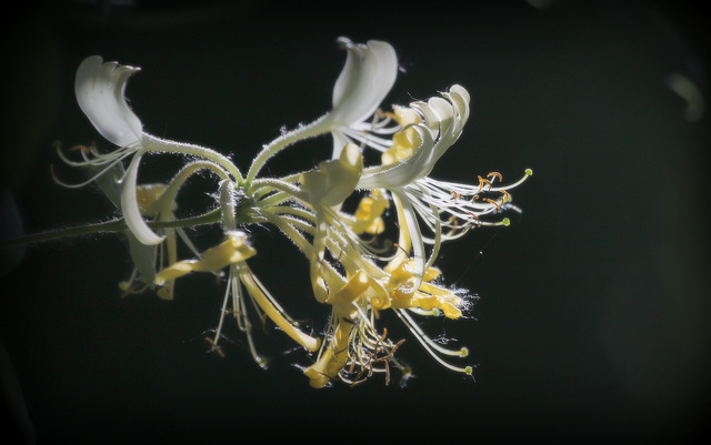 Lonicera