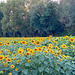 Champ de tournesols près de chez moi***************