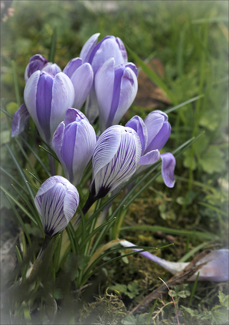 Crocus en bouquet