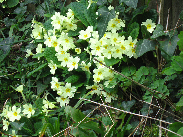 Lovely clump of flowers