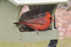 Northern Cardinal
