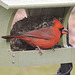 Northern Cardinal