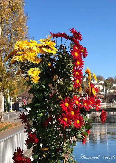 Chrysanthemen