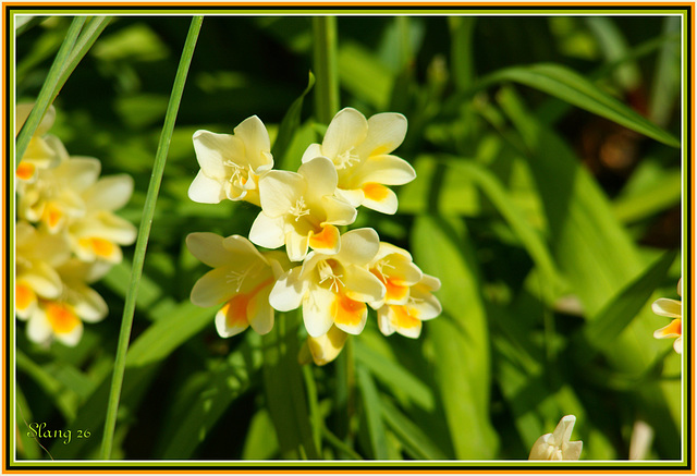 Fleurs de mon jardin, Flowers of my garden.