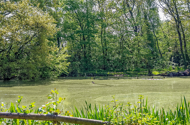 The pond at Brotherton Park3