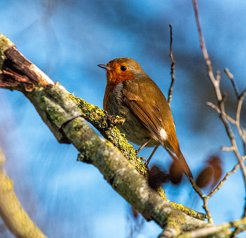 ipernity: Robin - by Maeluk