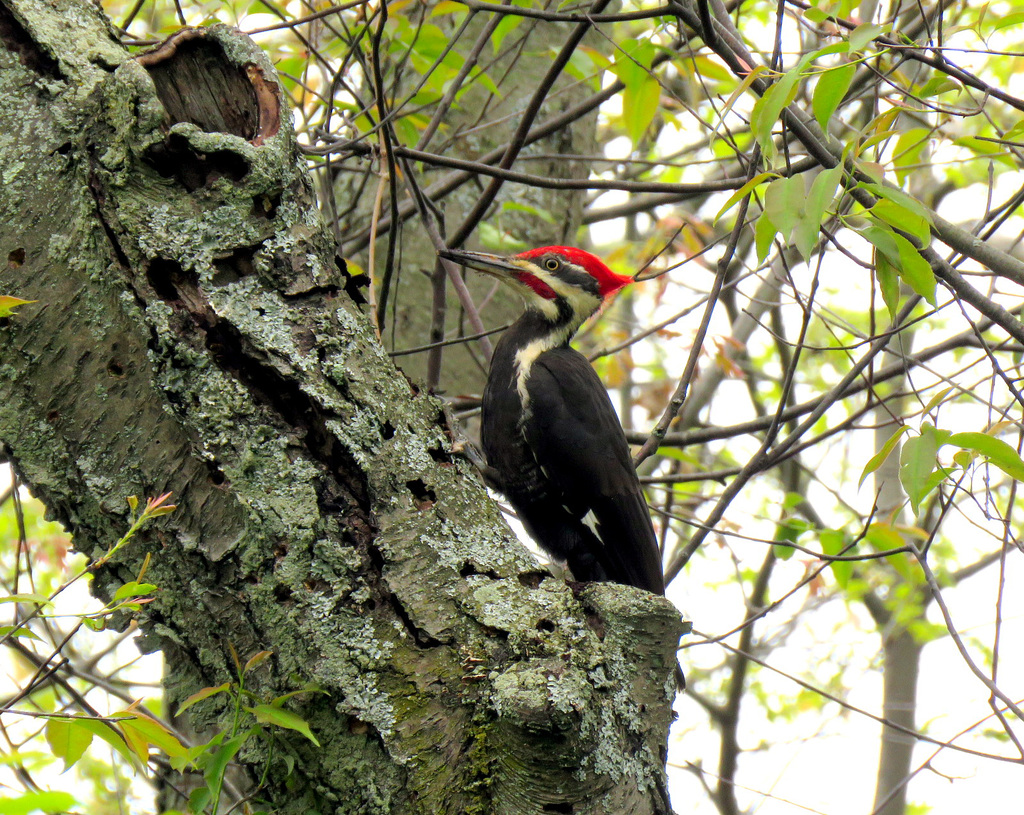 Pileated Woodpecker (Dryocopus pileatus)