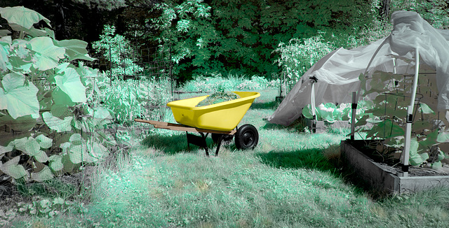 Yellow Wheelbarrow