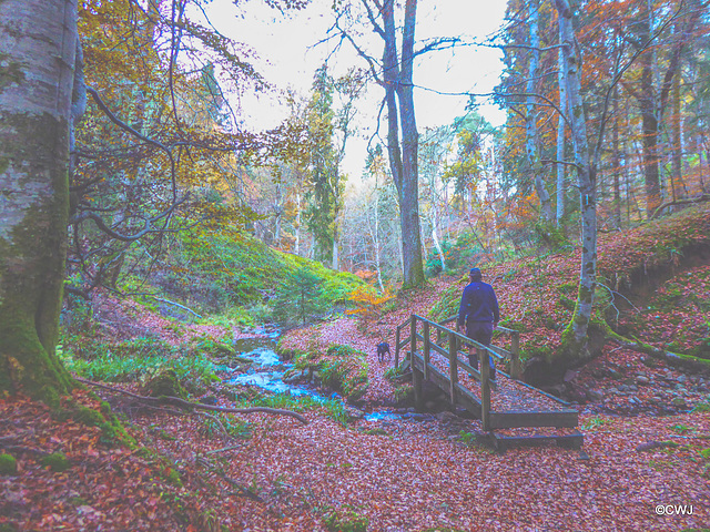 The Dunearn Burn walk - Earl of Moray's estate