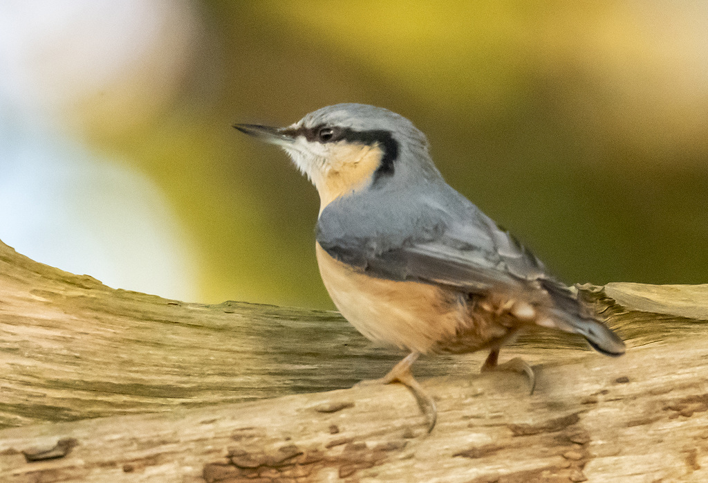 Nuthatch