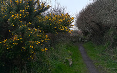 At least the gorse is coming into its own!