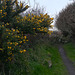 At least the gorse is coming into its own!