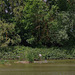 le long de l'étang du petit Chabodière - Ain