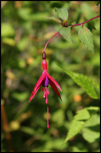 Fuchsia Riccartonii (4)