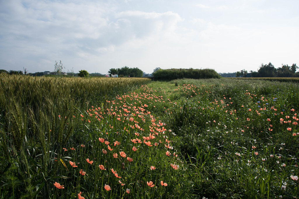 Poppies and wheat field