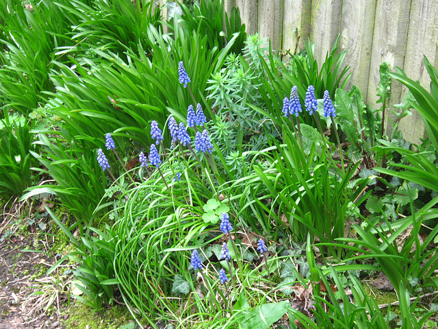 The grape hyacinths