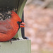 Northern Cardinal