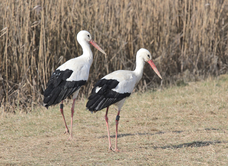 Storchenpaar am Weiher