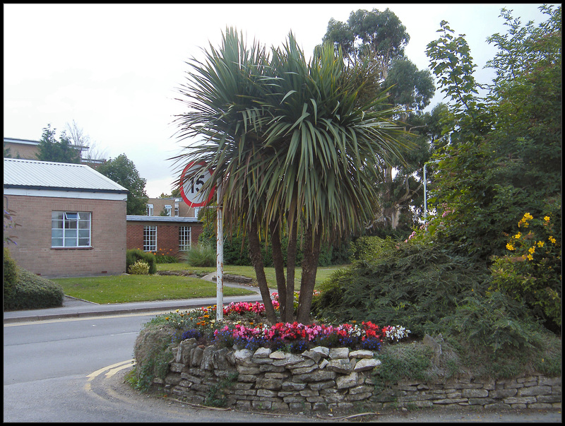 hospital palm