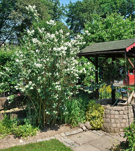 Sommerjasmin