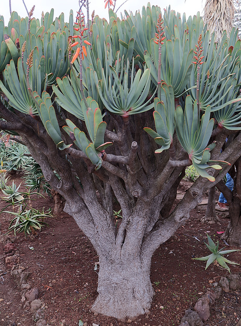 Fan aloe