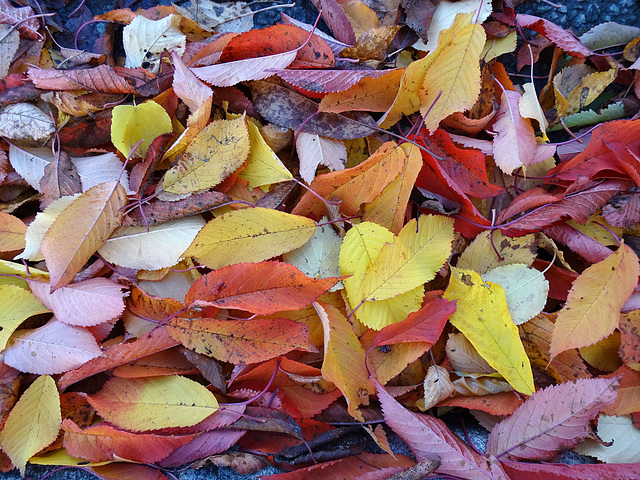 Leaves on the road