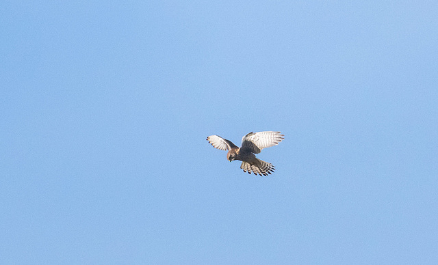Kestrel