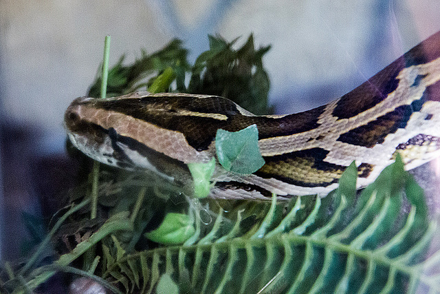 20150911 8840VRAw [D~HF] Tigerpython (Python molurus), Tierpark, Herford