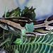 20150911 8840VRAw [D~HF] Tigerpython (Python molurus), Tierpark, Herford