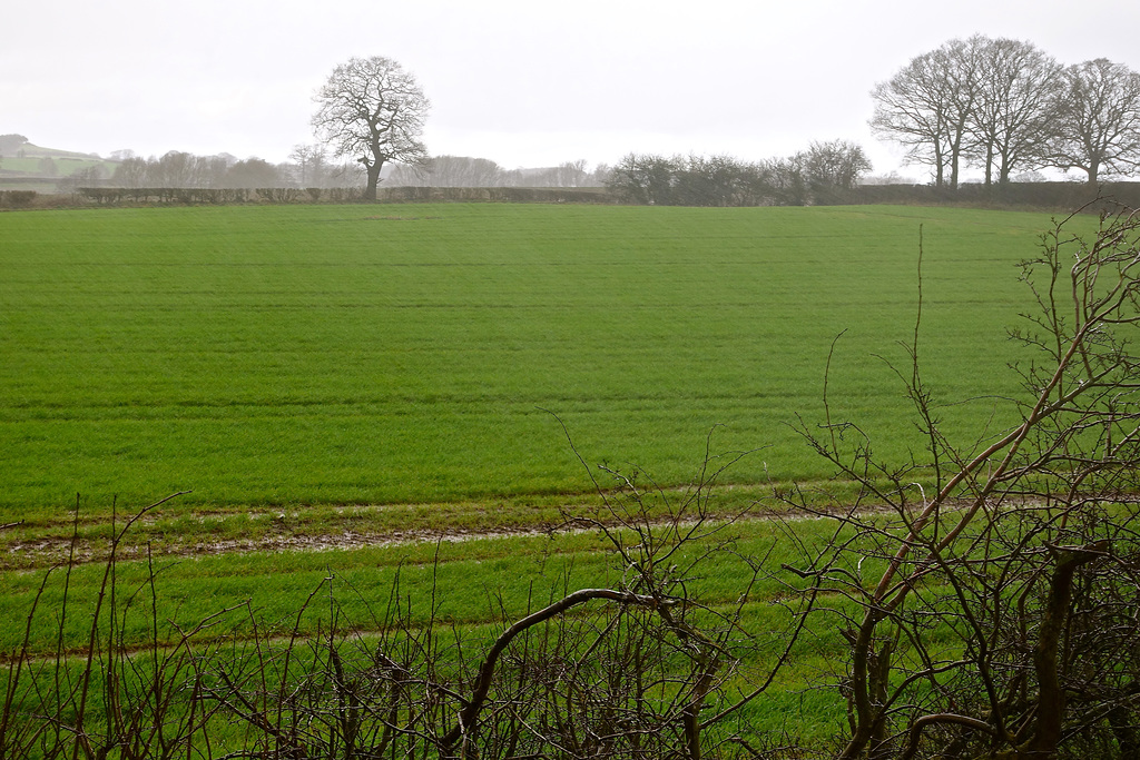 Very wet, windy and cold Gnosall fields