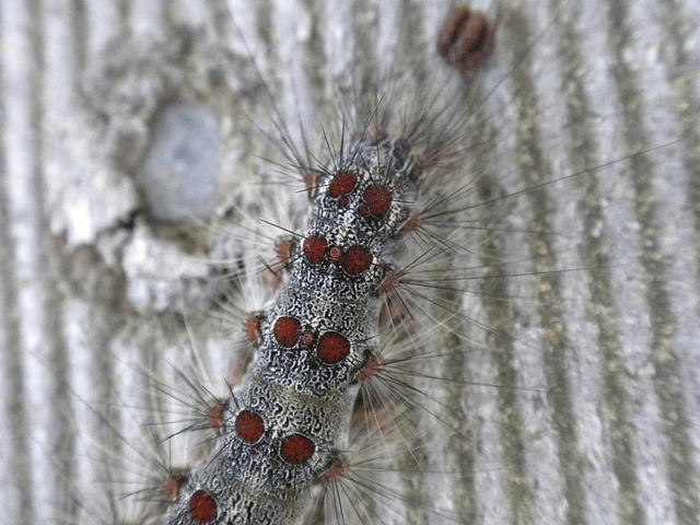 Gypsy Moth Caterpillar