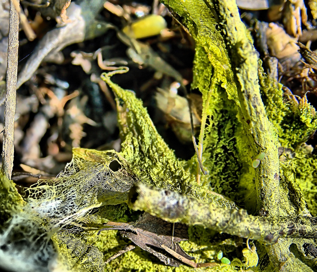 Flooded Woodland Drying Out
