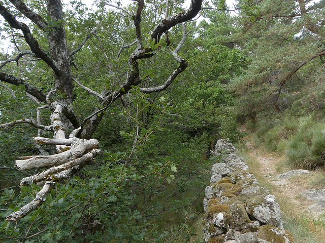 20180818 Rando solo Col de l'Hombre (Cevennes) (44) al