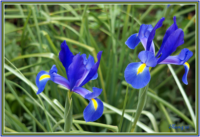 Fleurs de mon jardin, Flowers of my garden.