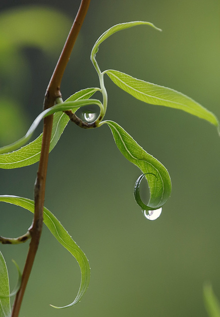 La goutte au nez