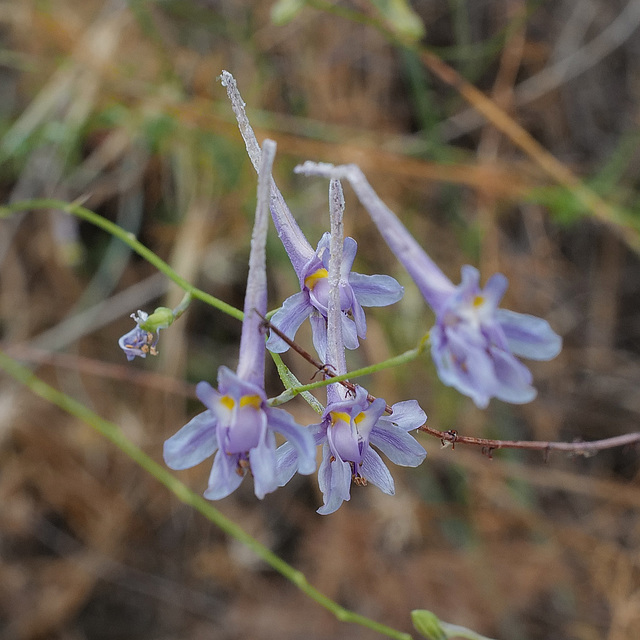 Consolida regalis, Ranunculaceae